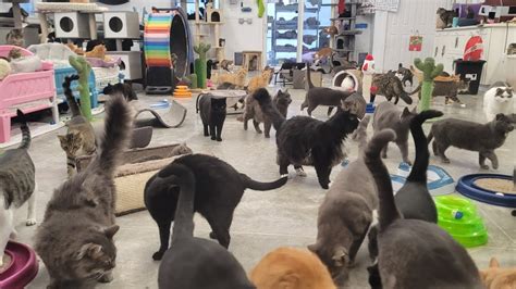 Furball farm cat sanctuary - A pet sanctuary in Faribault is on a mission to eliminate southern Minnesota’s feral cat population. Furball Farm Pet Sanctuary cares for animals from clinics, rescues, impounds and humane ...